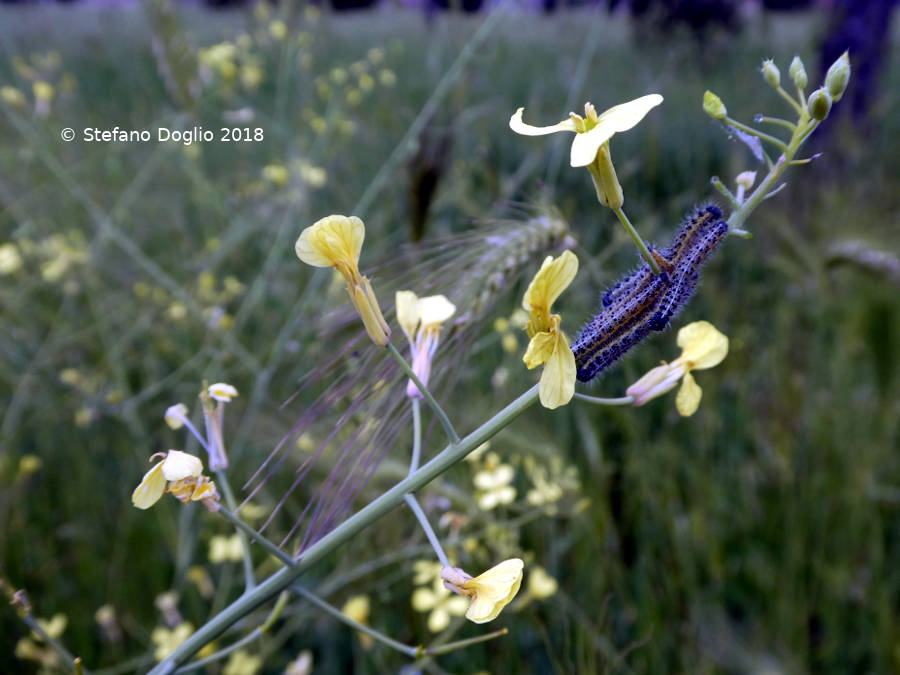 larve (da identificare) al BioBlitz al parco di Centocelle (Roma)